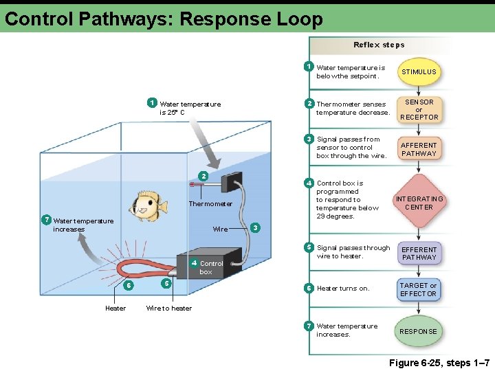 Control Pathways: Response Loop Reflex steps 1 Water temperature is 25° C 2 Wire