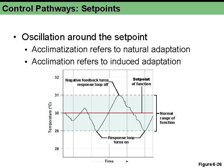 Control Pathways: Setpoints • Oscillation around the setpoint • Acclimatization refers to natural adaptation