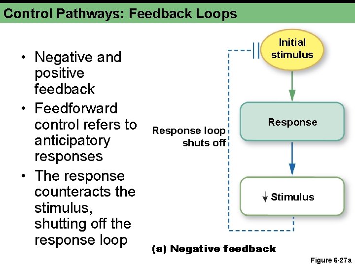 Control Pathways: Feedback Loops • Negative and positive feedback • Feedforward control refers to