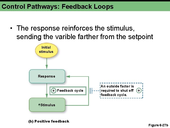 Control Pathways: Feedback Loops • The response reinforces the stimulus, sending the varible farther