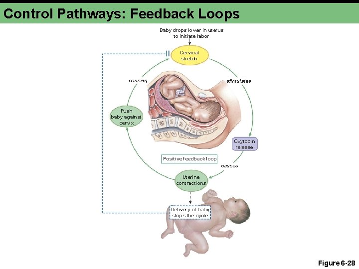 Control Pathways: Feedback Loops Baby drops lower in uterus to initiate labor Cervical stretch