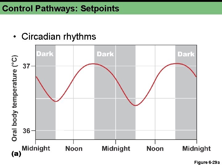 Control Pathways: Setpoints • Circadian rhythms (a) Figure 6 -29 a 