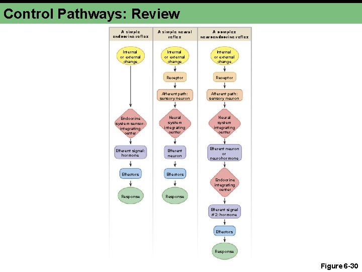 Control Pathways: Review A simple endocrine reflex A simple neural reflex A complex neuroendocrine