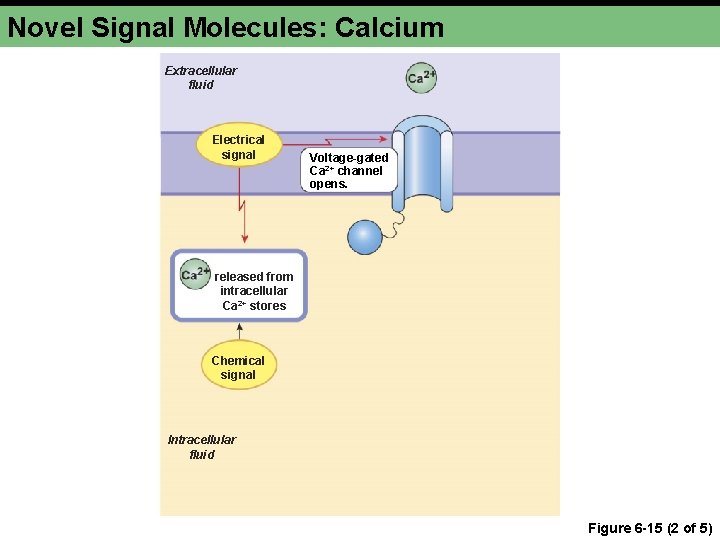 Novel Signal Molecules: Calcium Extracellular fluid Electrical signal Voltage-gated Ca 2+ channel opens. released