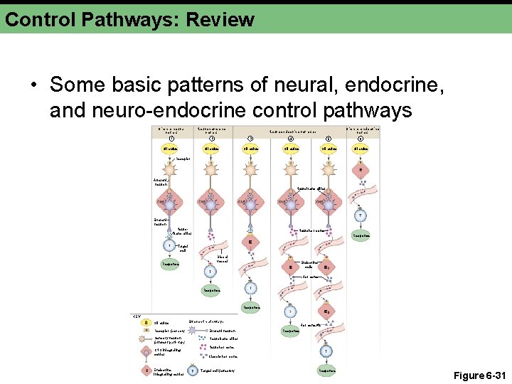 Control Pathways: Review • Some basic patterns of neural, endocrine, and neuro-endocrine control pathways