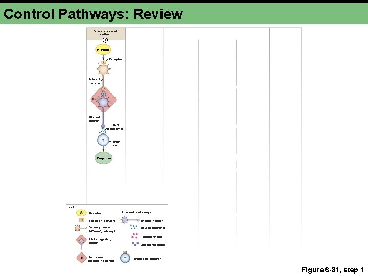 Control Pathways: Review Simple neural reflex 1 Stimulus Receptor Afferent neuron Efferent neuron Neurotransmitter