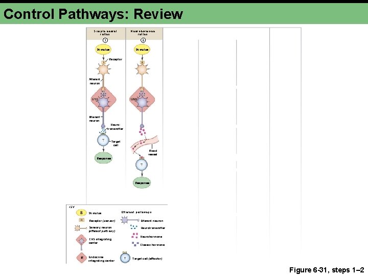 Control Pathways: Review Simple neural reflex Neurohormone reflex 1 2 Stimulus Receptor Afferent neuron