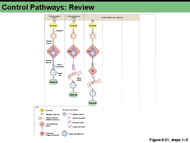 Control Pathways: Review Simple neural reflex Neurohormone reflex 1 2 Stimulus Neuroendocrine reflexes 3