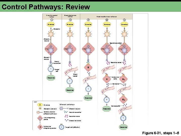 Control Pathways: Review Simple neural reflex Neurohormone reflex 1 2 Stimulus Neuroendocrine reflexes 3