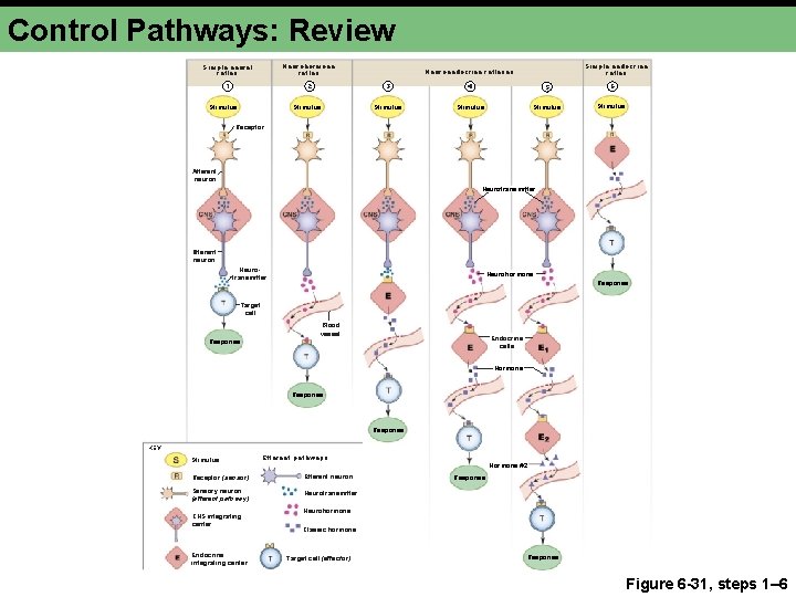 Control Pathways: Review Simple neural reflex Neurohormone reflex 1 2 Stimulus Simple endocrine reflex