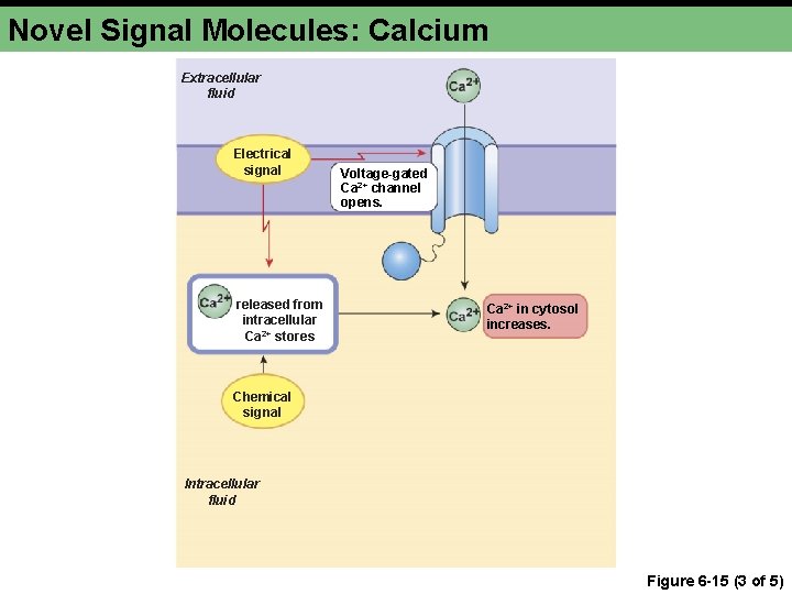 Novel Signal Molecules: Calcium Extracellular fluid Electrical signal released from intracellular Ca 2+ stores