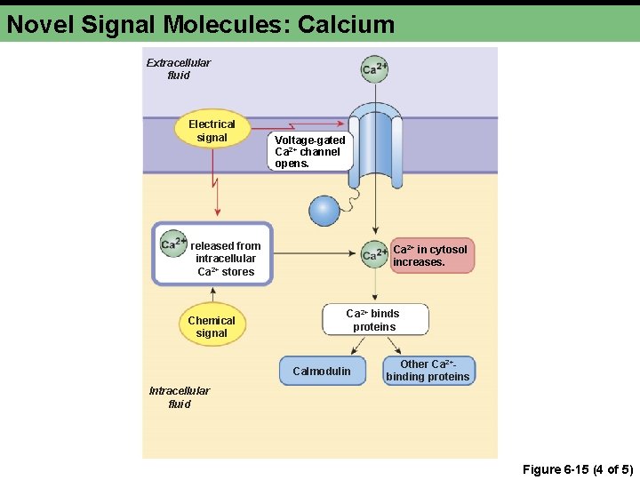 Novel Signal Molecules: Calcium Extracellular fluid Electrical signal Voltage-gated Ca 2+ channel opens. released