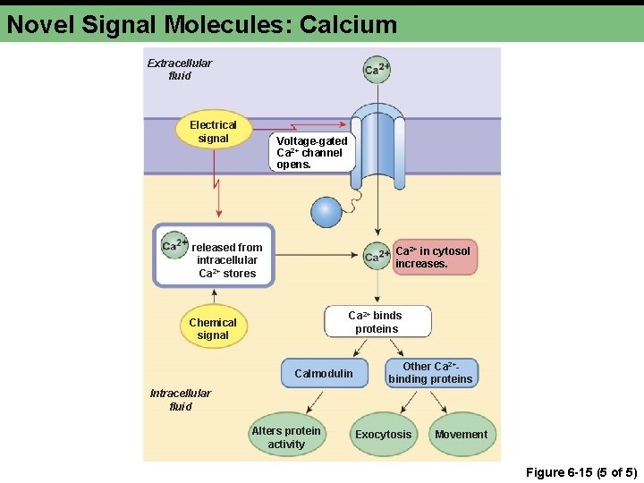 Novel Signal Molecules: Calcium Extracellular fluid Electrical signal Voltage-gated Ca 2+ channel opens. released