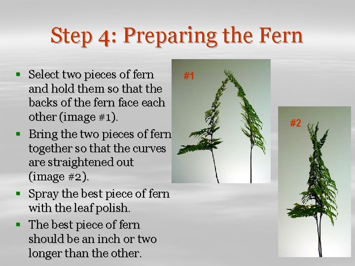 Step 4: Preparing the Fern § Select two pieces of fern #1 and hold