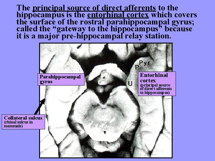 The principal source of direct afferents to the hippocampus is the entorhinal cortex which