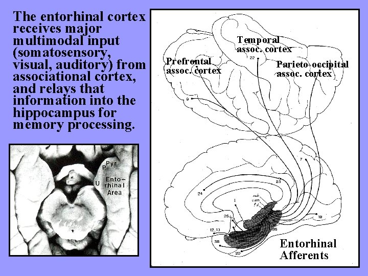 The entorhinal cortex receives major multimodal input (somatosensory, visual, auditory) from associational cortex, and