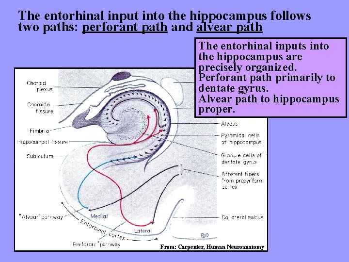 The entorhinal input into the hippocampus follows two paths: perforant path and alvear path