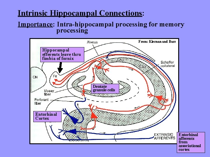 Intrinsic Hippocampal Connections: Importance: Intra-hippocampal processing for memory processing From: Kiernan and Barr Hippocampal