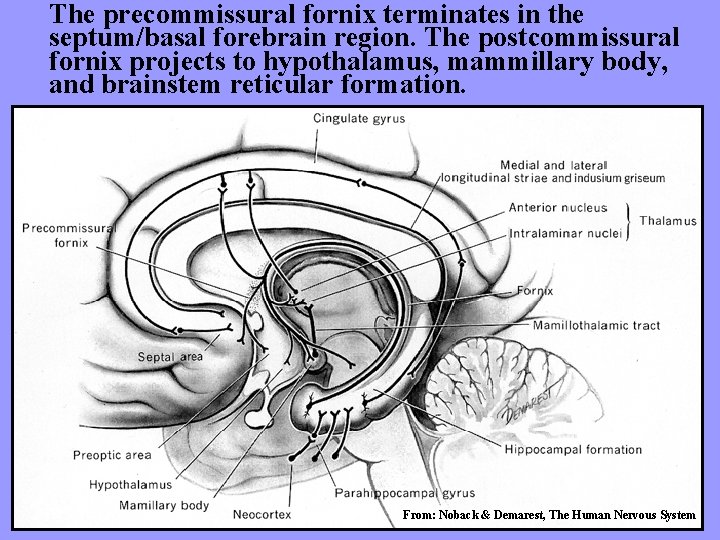 The precommissural fornix terminates in the septum/basal forebrain region. The postcommissural fornix projects to