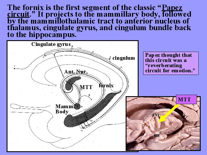 The fornix is the first segment of the classic “Papez circuit. ” It projects