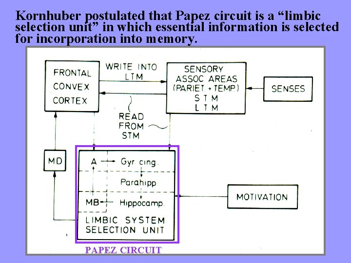 Kornhuber postulated that Papez circuit is a “limbic selection unit” in which essential information