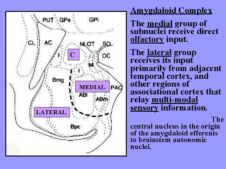 Amygdaloid Complex The medial group of subnuclei receive direct olfactory input. C MEDIAL LATERAL