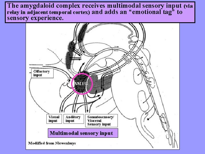 The amygdaloid complex receives multimodal sensory input (via relay in adjacent temporal cortex) and