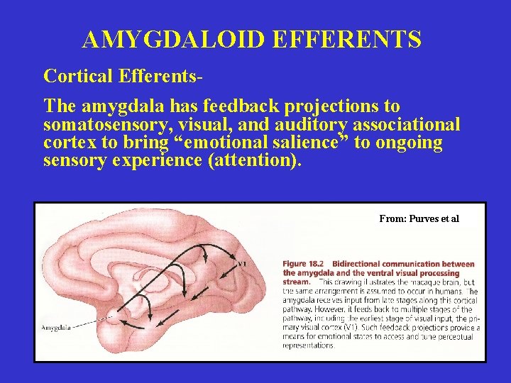 AMYGDALOID EFFERENTS Cortical Efferents. The amygdala has feedback projections to somatosensory, visual, and auditory