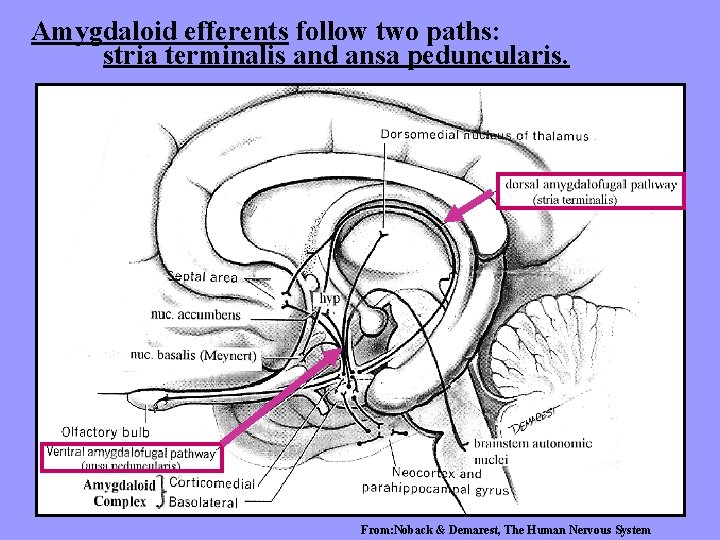 Amygdaloid efferents follow two paths: stria terminalis and ansa peduncularis. From: Noback & Demarest,