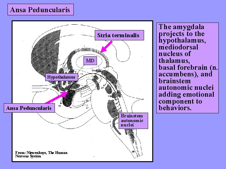 Ansa Peduncularis Stria terminalis MD Hypothalamus Ansa Peduncularis Brainstem autonomic nuclei From: Niewenhuys, The