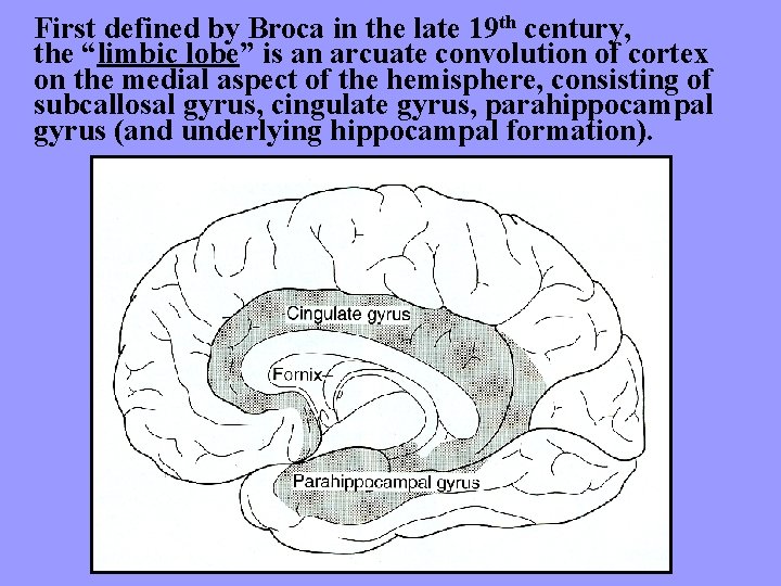 First defined by Broca in the late 19 th century, the “limbic lobe” is