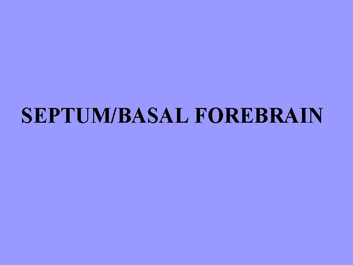 SEPTUM/BASAL FOREBRAIN 