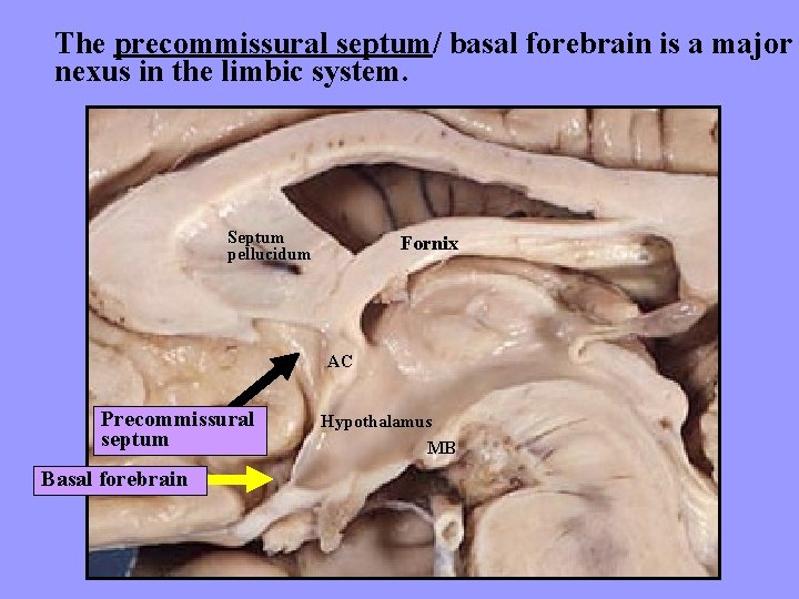 The precommissural septum/ basal forebrain is a major nexus in the limbic system. Septum