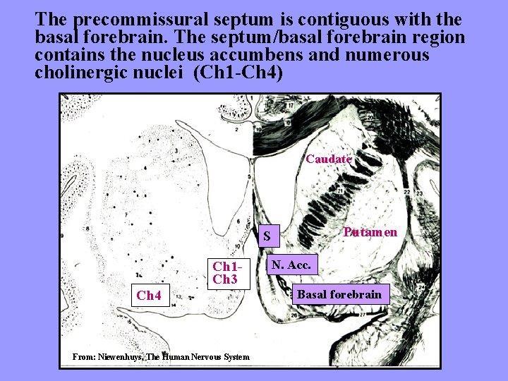 The precommissural septum is contiguous with the basal forebrain. The septum/basal forebrain region contains