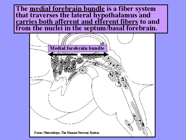 The medial forebrain bundle is a fiber system that traverses the lateral hypothalamus and