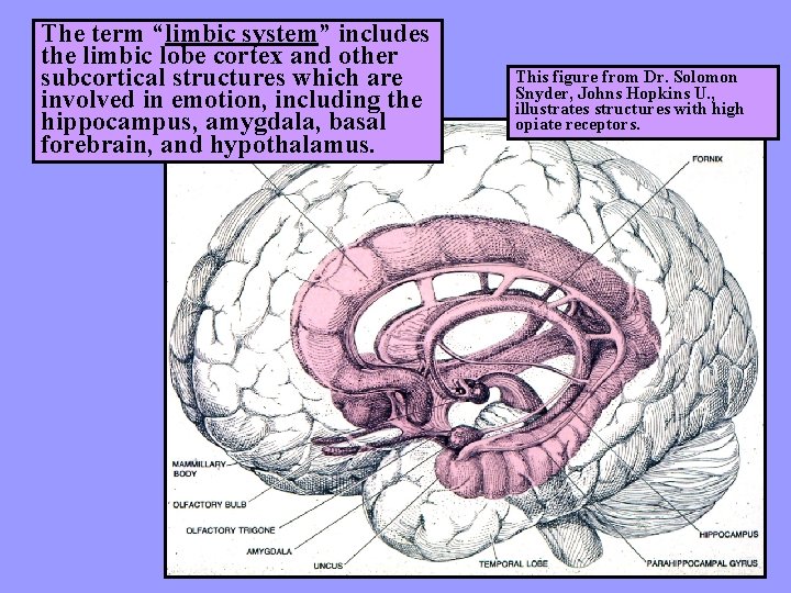 The term “limbic system” includes the limbic lobe cortex and other subcortical structures which