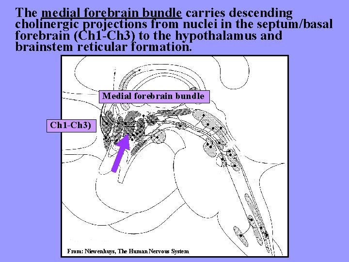 The medial forebrain bundle carries descending cholinergic projections from nuclei in the septum/basal forebrain