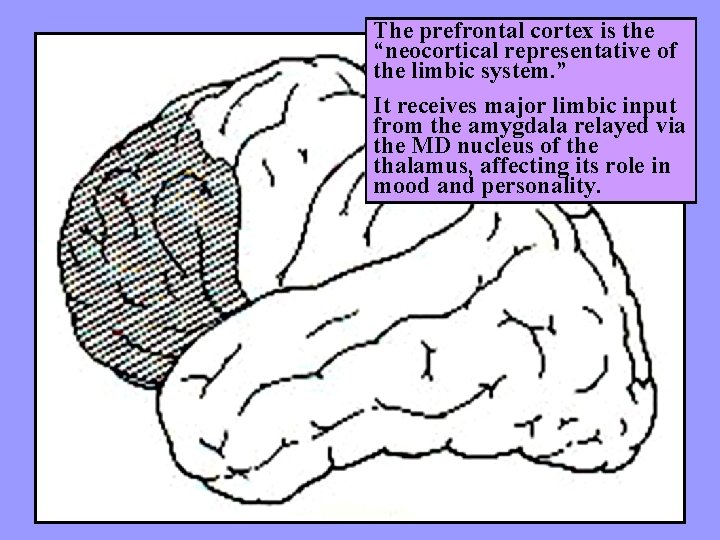 The prefrontal cortex is the “neocortical representative of the limbic system. ” It receives