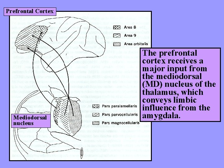 Prefrontal Cortex Mediodorsal nucleus The prefrontal cortex receives a major input from the mediodorsal
