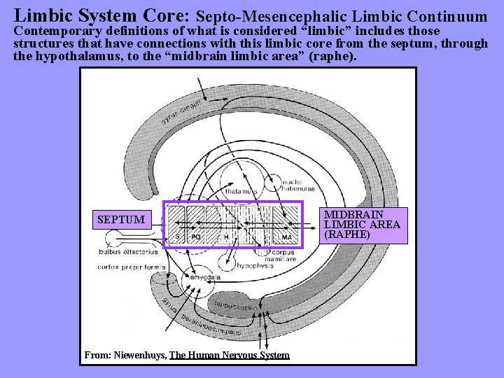 Limbic System Core: Septo-Mesencephalic Limbic Continuum Contemporary definitions of what is considered “limbic” includes