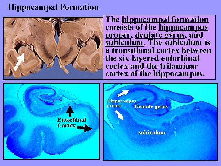 Hippocampal Formation The hippocampal formation consists of the hippocampus proper, dentate gyrus, and subiculum.