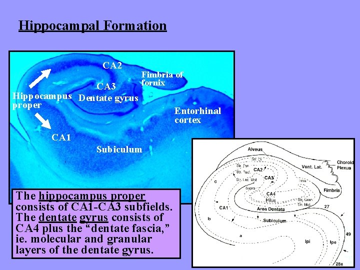 Hippocampal Formation CA 2 CA 3 Hippocampus Dentate gyrus proper Fimbria of fornix CA