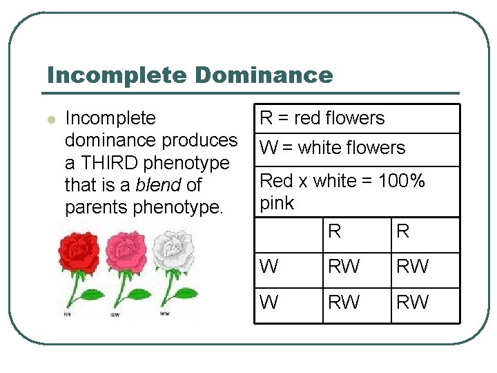 Incomplete Dominance l Incomplete dominance produces a THIRD phenotype that is a blend of