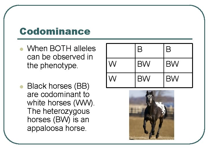 Codominance l l When BOTH alleles can be observed in the phenotype. Black horses