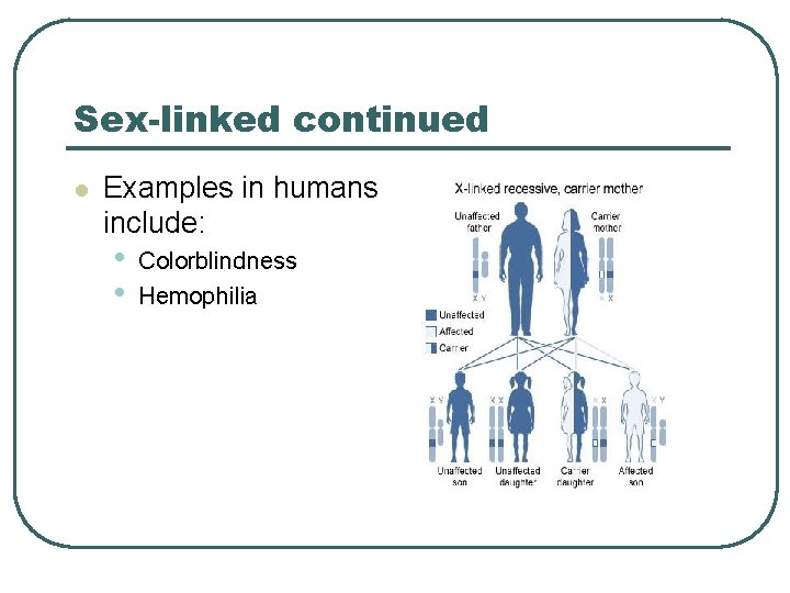 Sex-linked continued l Examples in humans include: • • Colorblindness Hemophilia 
