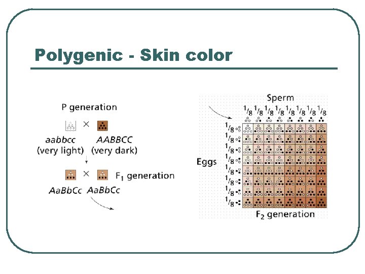 Polygenic - Skin color 