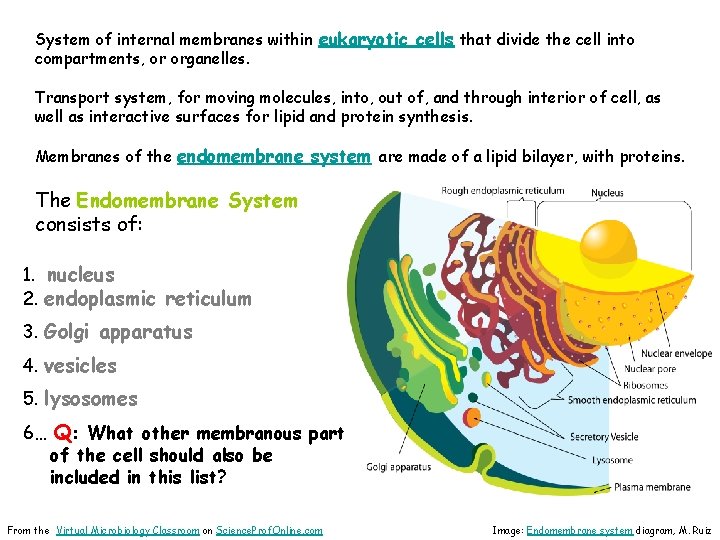 System of internal membranes within eukaryotic cells that divide the cell into compartments, or