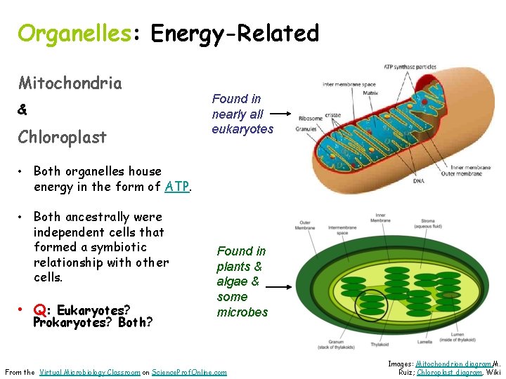 Organelles: Energy-Related Mitochondria & Chloroplast Found in nearly all eukaryotes • Both organelles house