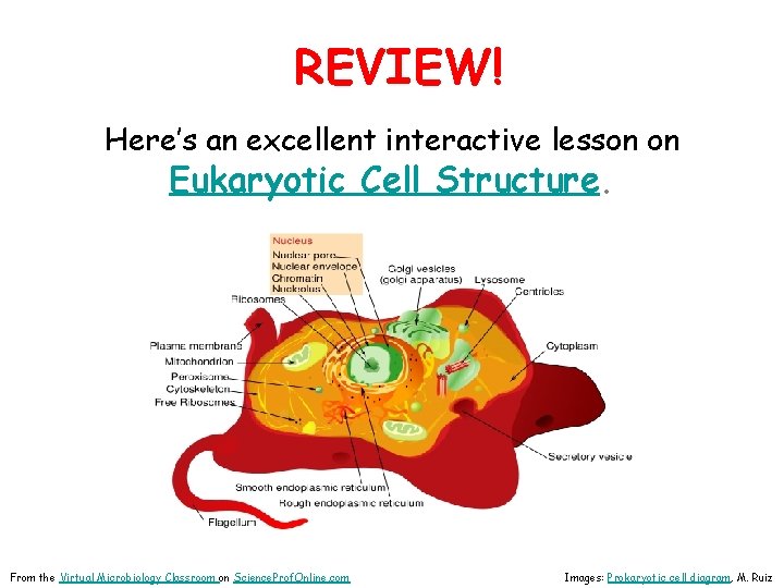 REVIEW! Here’s an excellent interactive lesson on Eukaryotic Cell Structure. From the Virtual Microbiology
