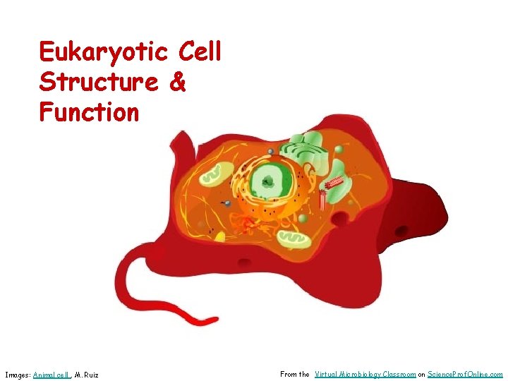 Eukaryotic Cell Structure & Function Images: Animal cell , M. Ruiz From the Virtual